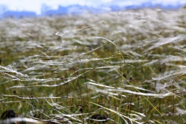  p>紫花针茅(学名: i>stipa purpurea /i> griseb.