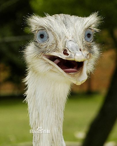  p>鸸鹋 [ér miáo](学名: i>dromaius novaehollandiae /i>),鸟纲