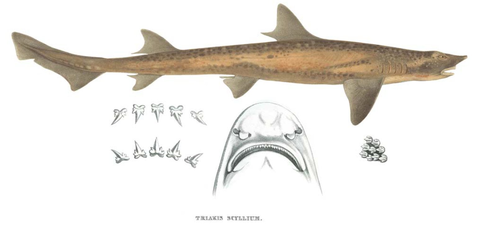  p>皱唇鲨(学名: i>triakis scyllium /i>)是皱唇鲨科,皱唇鲨属的一种