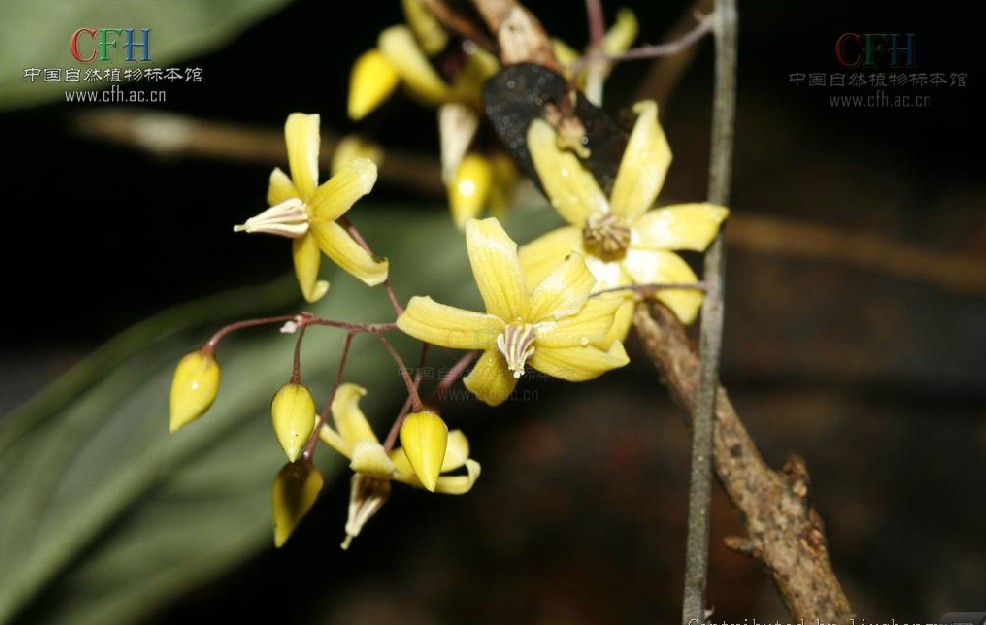  p>三叶香草(学名:lysimachia insignis)为 a href="#" data-lemmaid=