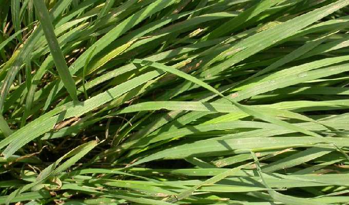  p>赖草属是被子植物门小麦族下的一个属,约30余种,分布于北半球温寒