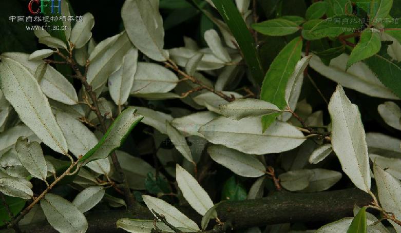  p>披针叶胡颓子,别名: a href="#" data-lemmaid="10486238">大披