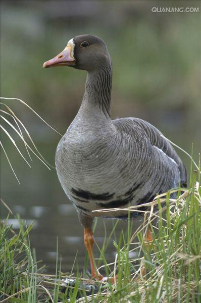 greater white-fronted goose
