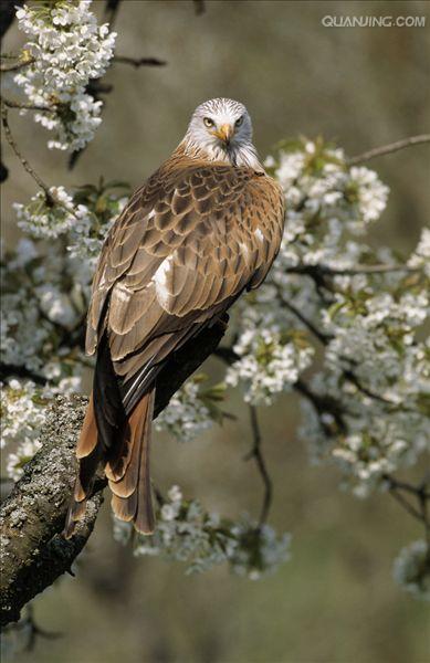  p>红鸢(学名: i>milvus milvus /i>)为 a target="_blank" href="