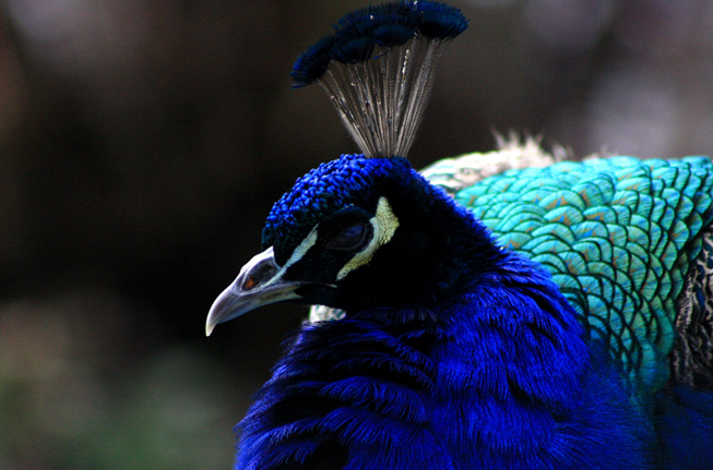  p>蓝孔雀(学名: i>pavo cristatus /i>):体长90-230厘米,翼展130-160