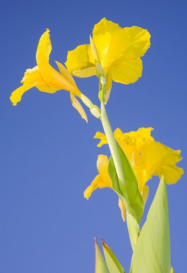 canna indica flava