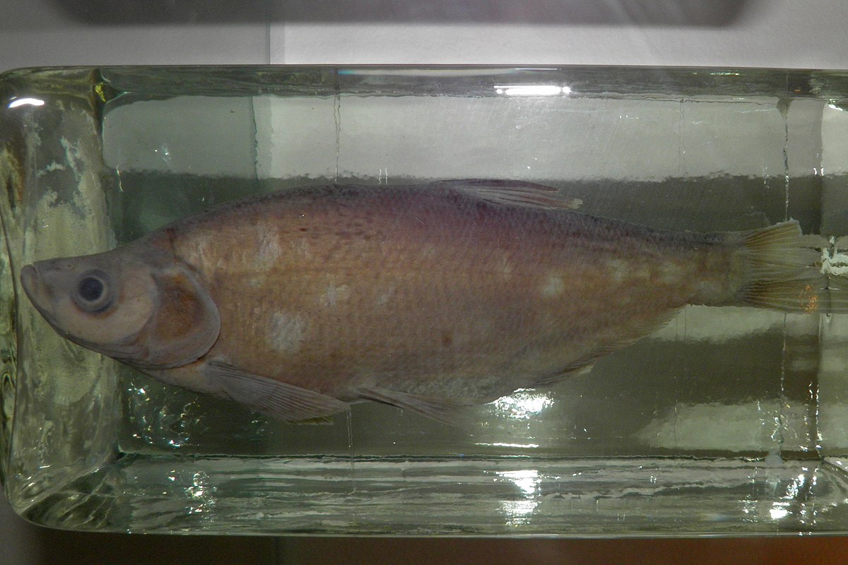 ="gnx8ad2htq">翘嘴鲌(学名: i>culter alburnus /i>)是鲤科,鮊属鱼类