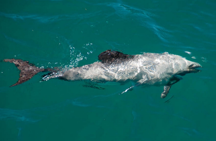  p>新西兰黑白海豚(学名: i>cephalorhynchus hectori /i>):体长1.