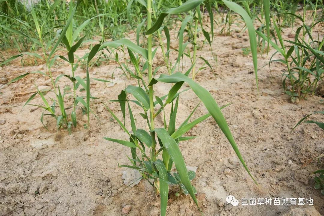  p>"绿洲一号"是菌草的一种,是非常适口的饲料,可以喂牛,羊,猪,鸡,鹅