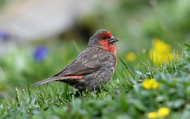  p>红胸朱雀(学名: i>carpodacus puniceus /i>):体长19-22厘米.