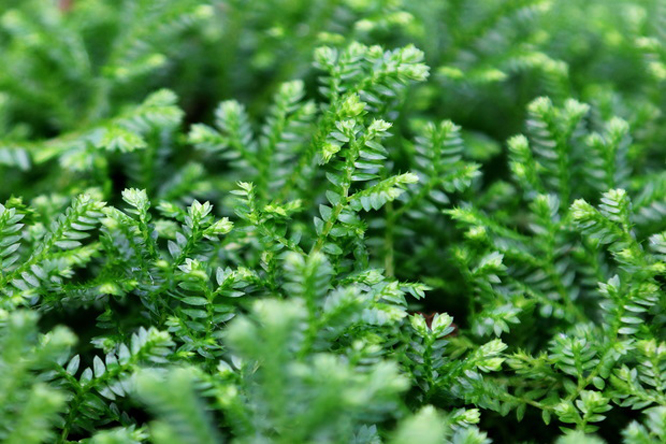 selaginella kraussiana (kunze) a. braun
