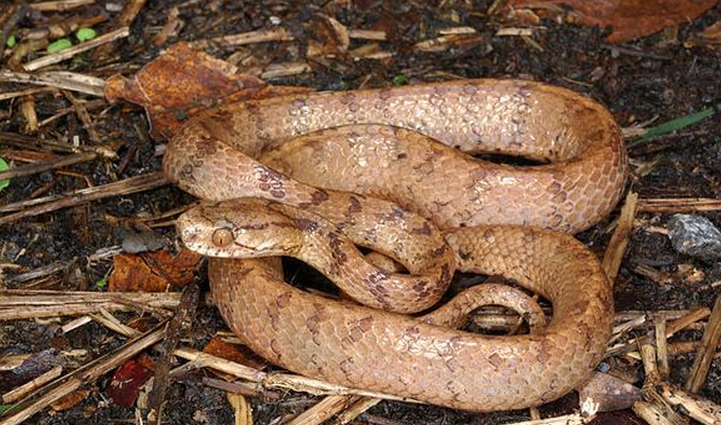  p>台湾钝头蛇,游蛇科钝头蛇属的一种物种,头宽而钝,与颈区分明显