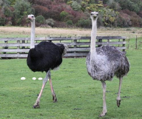 鸵鸟,非洲一种体形巨大,不会飞但奔跑得很快的鸟类,特征为脖子长而