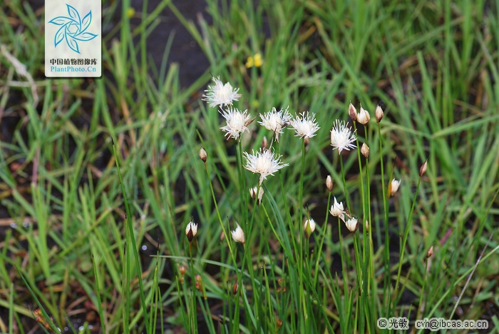 p>葱状灯心草,拉丁学名: i>juncus allioides franch.