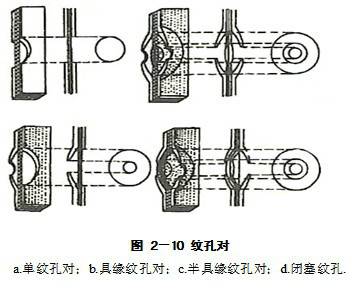  p>是具缘纹孔与单纹孔相构成的纹孔对.