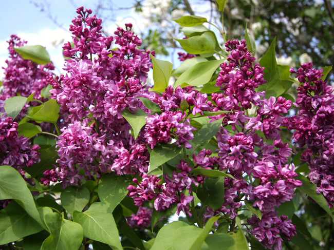  p>欧丁香,别名: a href="#" data-lemmaid="7457973">洋丁香 /a>