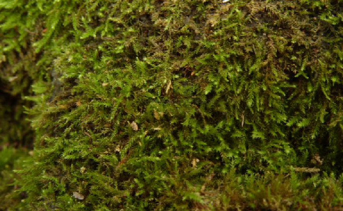  p>细叶小羽藓,中药名.