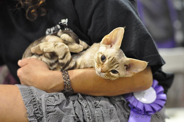 data-id="gnx0dzdual">德文卷毛猫,别名 德文帝王猫,英文名 devon rex