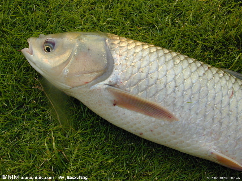 头较小,略尖.口亚下位.须2对,颌须长大于眼径,吻须稍短.