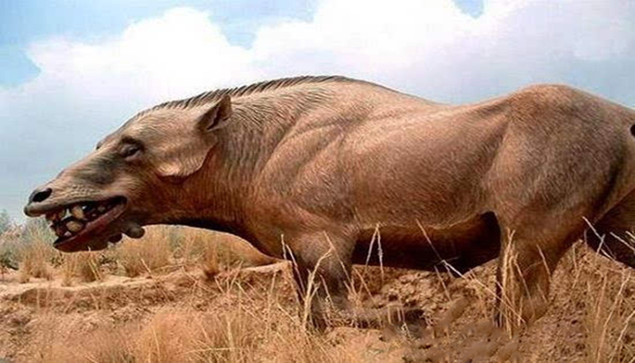  p>弓颌猪(学名chleuastochoerus),又名肿面猪,是在中国 a target="