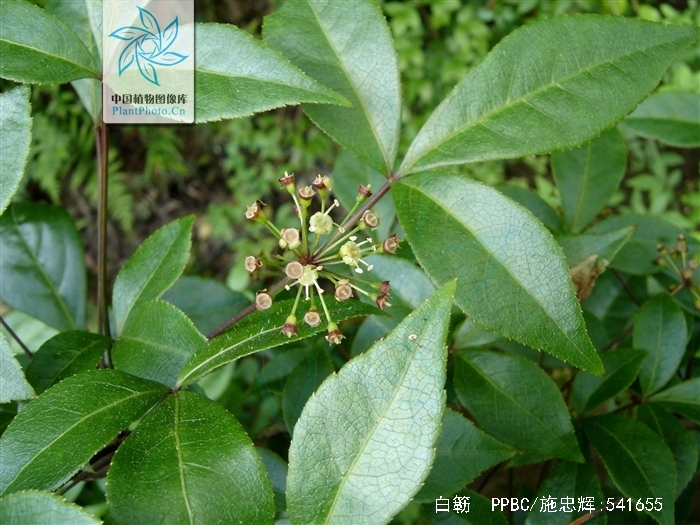  p>白簕(拉丁文名: i>eleutherococcus trifoliatus /i>),披散灌木,常