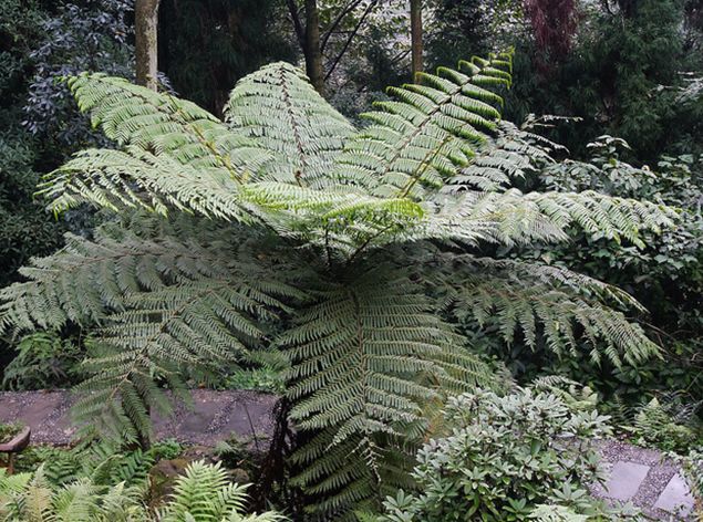 alsophila spinulosa (wall. ex hook.) r. m. tryon