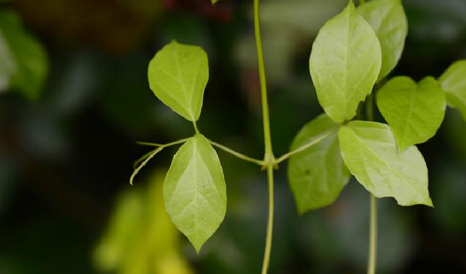  p>猫爪藤(学名: i>macfadyena unguis-cati  /i>(linn.) a.