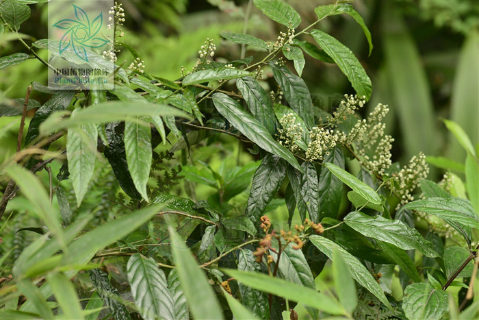 maesa hupehensis rehder