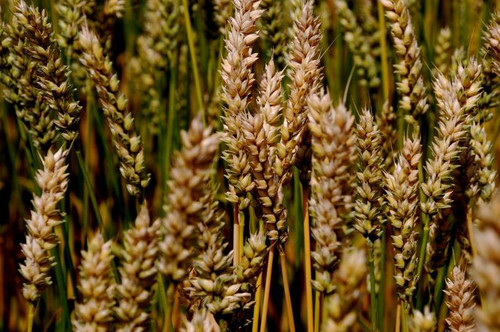  p>尖稃野大麦: /p> p>拉丁学名:hordeum spontaneum c. koch. var.