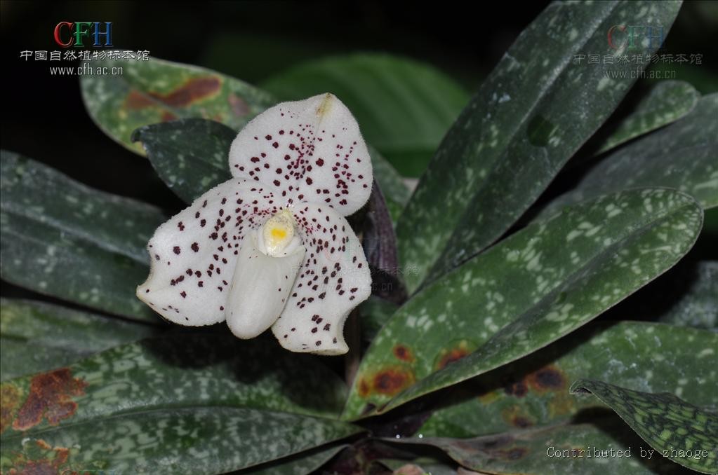  p>巨瓣兜兰(学名: i>paphiopedilum bellatulum /i> (h. g.