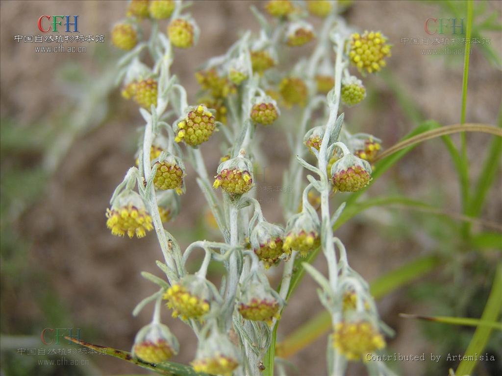 5513388" data-lemmaid="5513388">春黄菊族 /a>苦蒿系灌木或草本植物