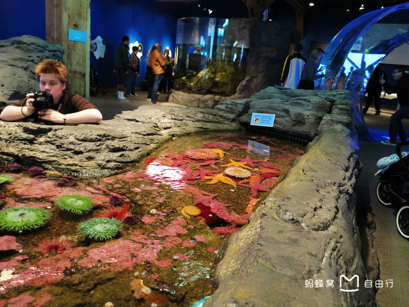 西雅图水族馆