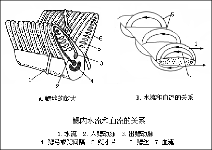  p>每一 a target="_blank" href="/item/鳃丝/5655566" data-lemmaid