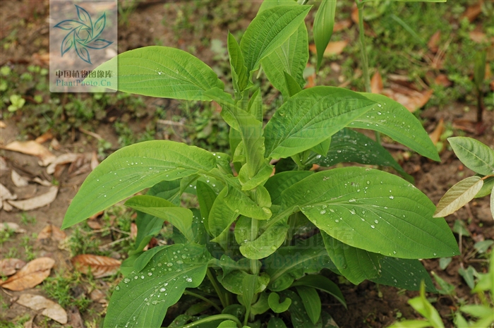  p> b>大叶柴胡 /b>(学名: i>bupleurum longiradiatum /i> f.