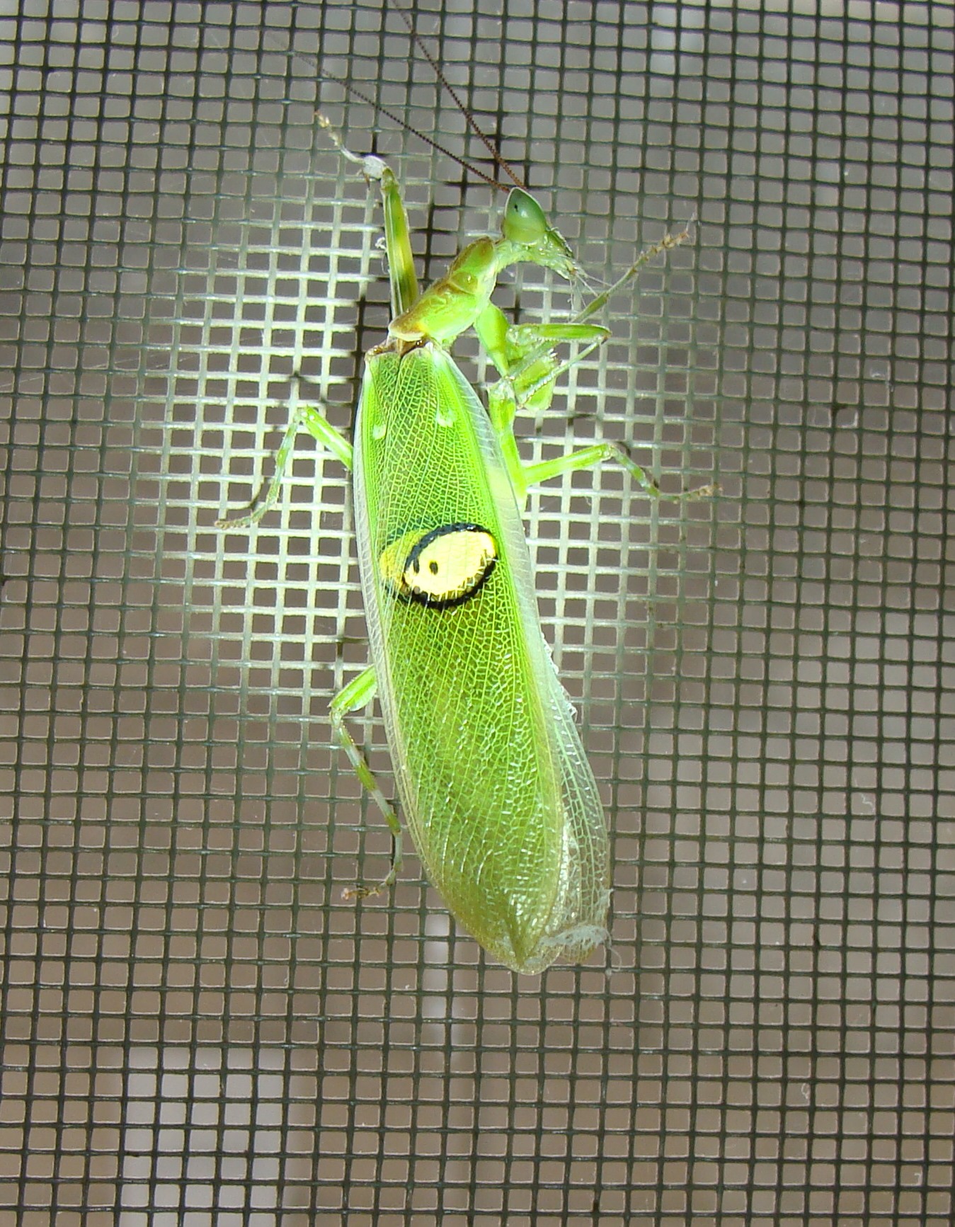  p>丽眼斑螳, a href="#" data-lemmaid="4668806">雄性 /a>后翅臀域