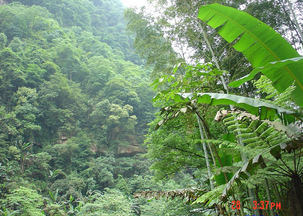 桫椤自然保护区