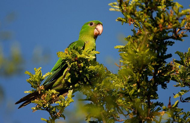 p>青绿锥尾鹦鹉(学名:aratinga holochlora)是典型的 a href="#"