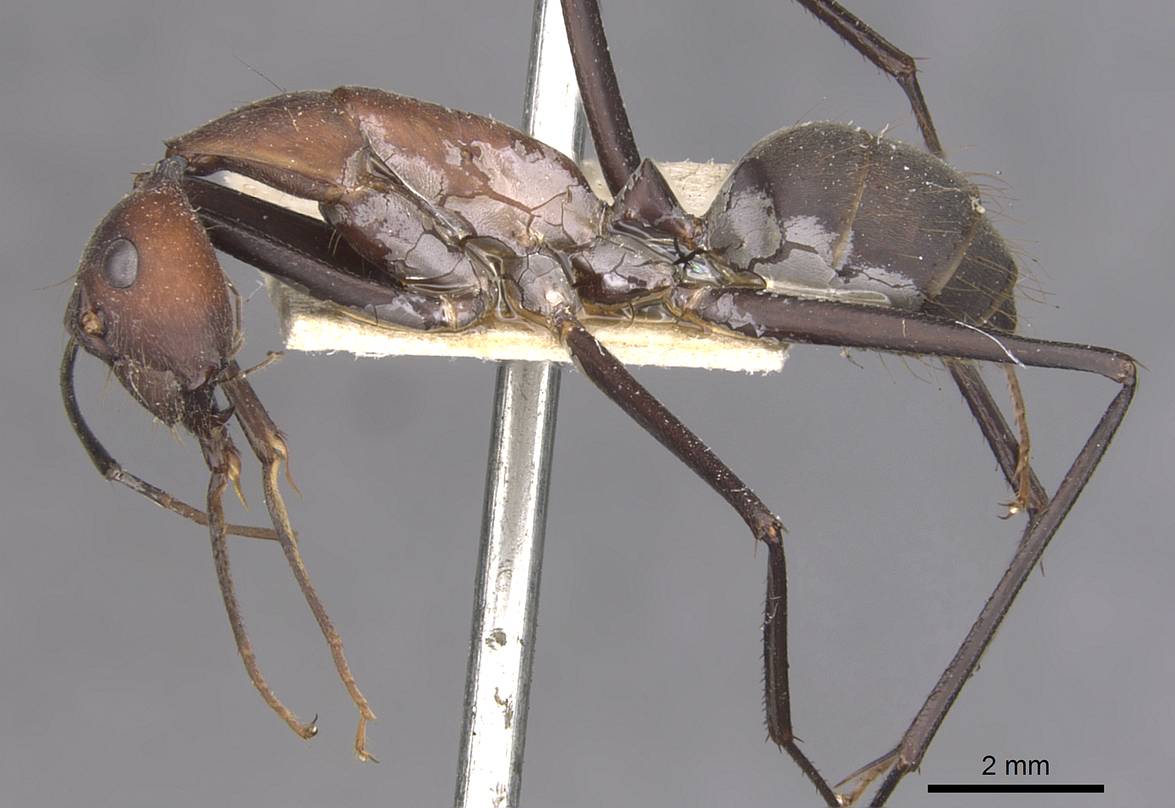 窄颈弓背蚁血色亚种