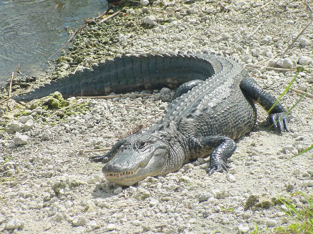 alligator mississippiensis