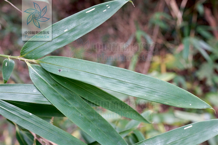 2458872">禾本科 /a> a target="_blank" href="/item/矢竹属/2551785