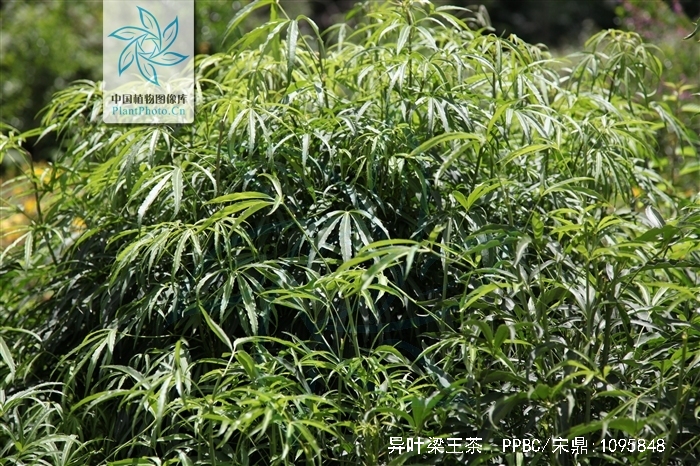 p>异叶梁王茶(学名:nothopanax davidii franch.