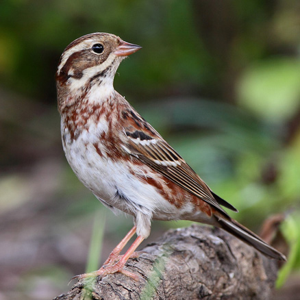  p data-id="gnbusznnt8">田鹀(学名: i>emberiza rustica /i>)鹀科鹀