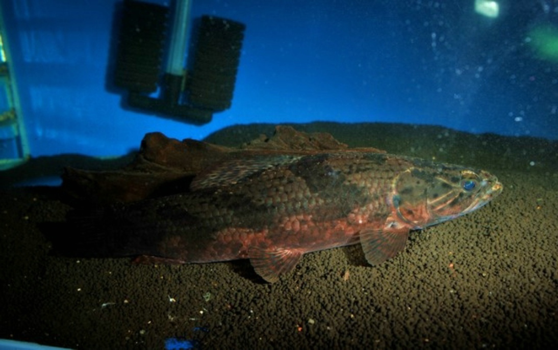  p>大眼利齿脂鲤(hoplias macrophthalmus)又称枯木牙鱼,黑牙鱼,为