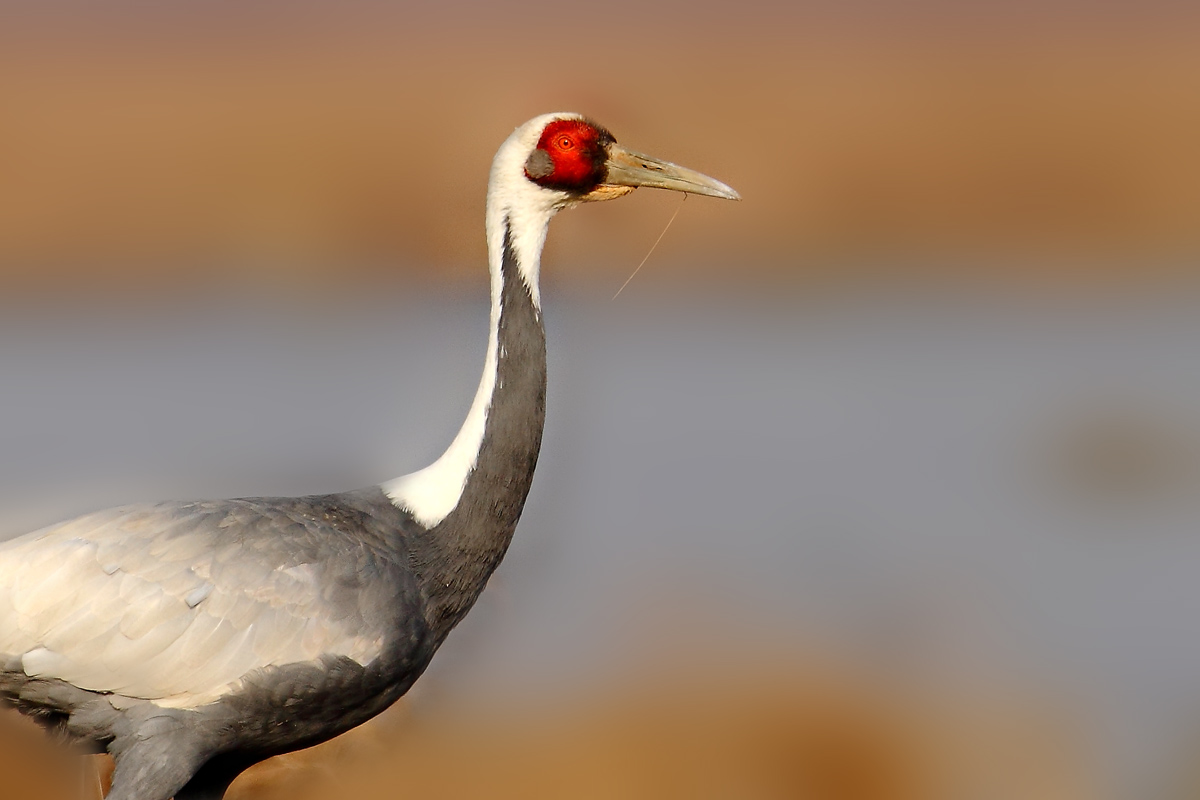  p>白枕鹤(学名: i>grus vipio /i>)体形与丹顶鹤相似,略小于丹顶鹤