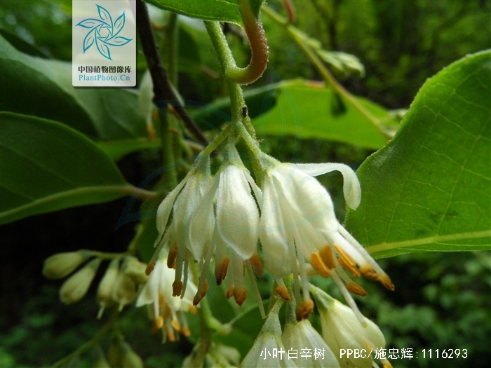  p>小叶白辛树(拉丁学名:pterostyrax corymbosus sieb. et zucc.