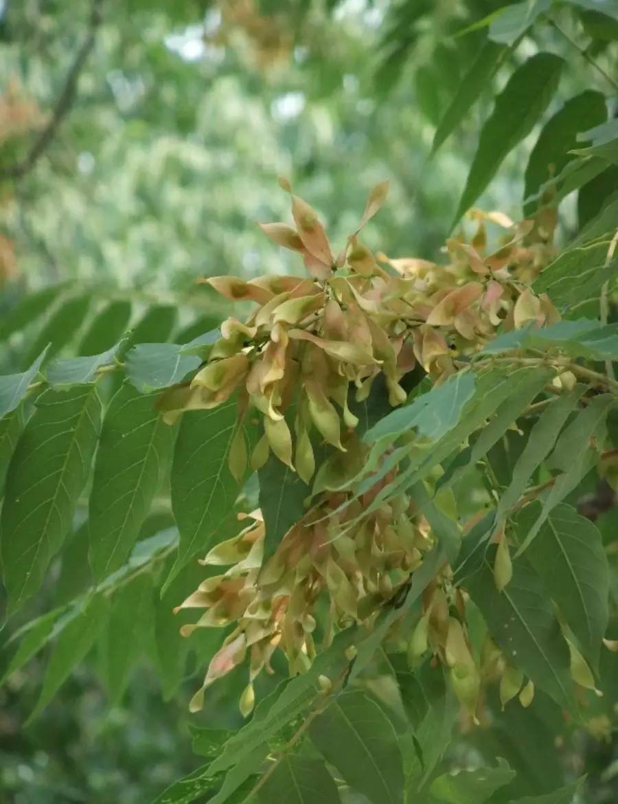 古人吃什么？《诗经》植物志：与弃妇有关的樗蓫葍_百科TA说