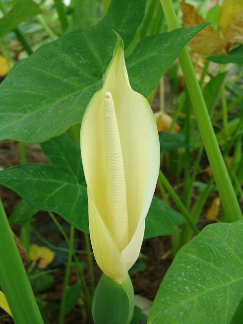  p>近穗状冠唇花,是 a target="_blank" href="/item/唇形科">唇形科 