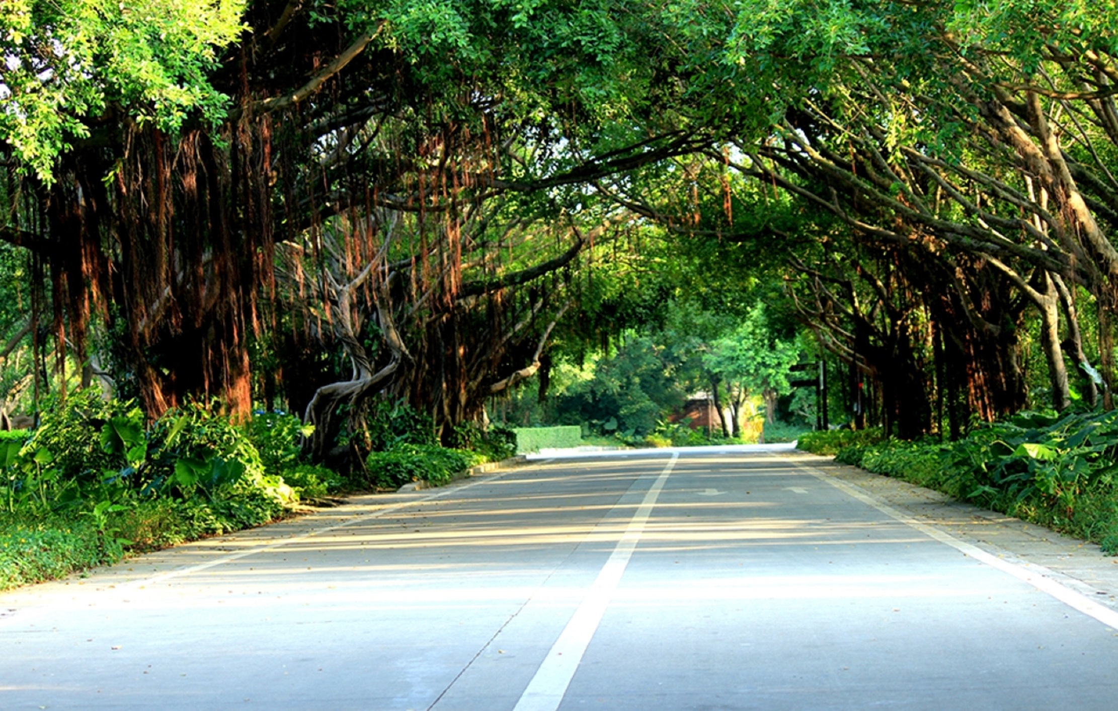 广东三岭山国家森林公园