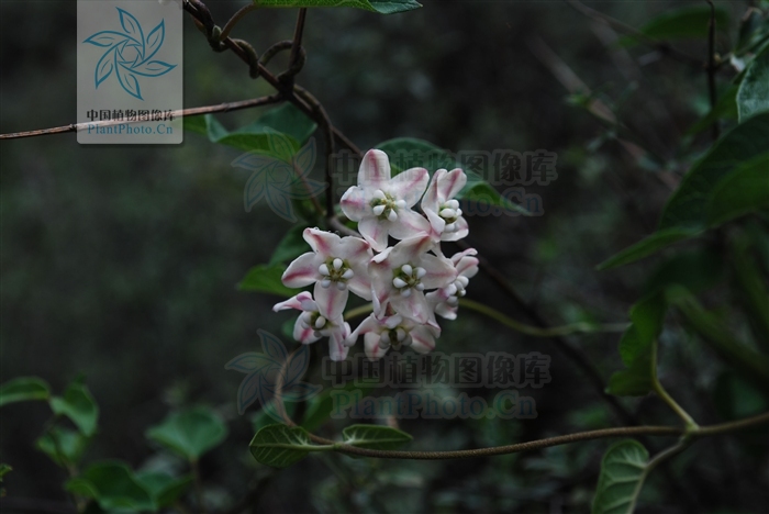 为夹竹桃科植物筋藤 i>alyxia levinei /i>merr.的全株.