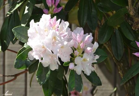  p>都支杜鹃(学名: i>rhododendron shanii  /i>fang):杜鹃花科杜鹃花